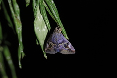 Ommatophora luminosa