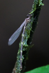 Palaemnema joanetta