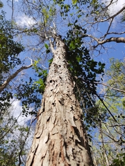 Thouinia paucidentata