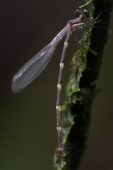 Palaemnema joanetta