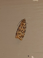 Phaecasiophora niveiguttana