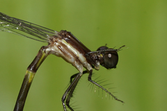 Palaemnema joanetta