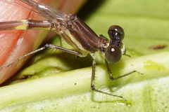 Palaemnema joanetta