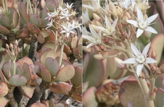 Crassula arborescens
