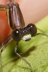 Palaemnema joanetta