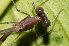 Palaemnema joanetta