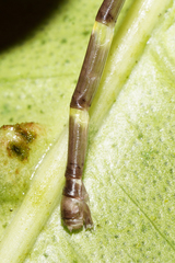 Palaemnema joanetta