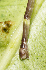 Palaemnema joanetta