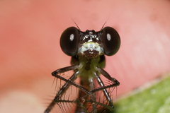 Palaemnema joanetta
