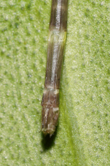Palaemnema joanetta