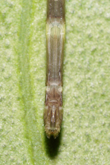 Palaemnema joanetta