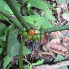 Witheringia solanacea