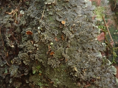Nephroma rufum