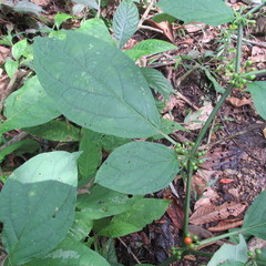 Witheringia solanacea