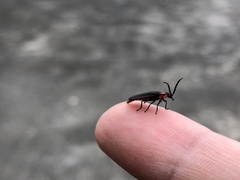 Pyrocoelia formosana