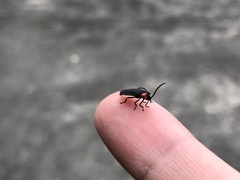 Pyrocoelia formosana