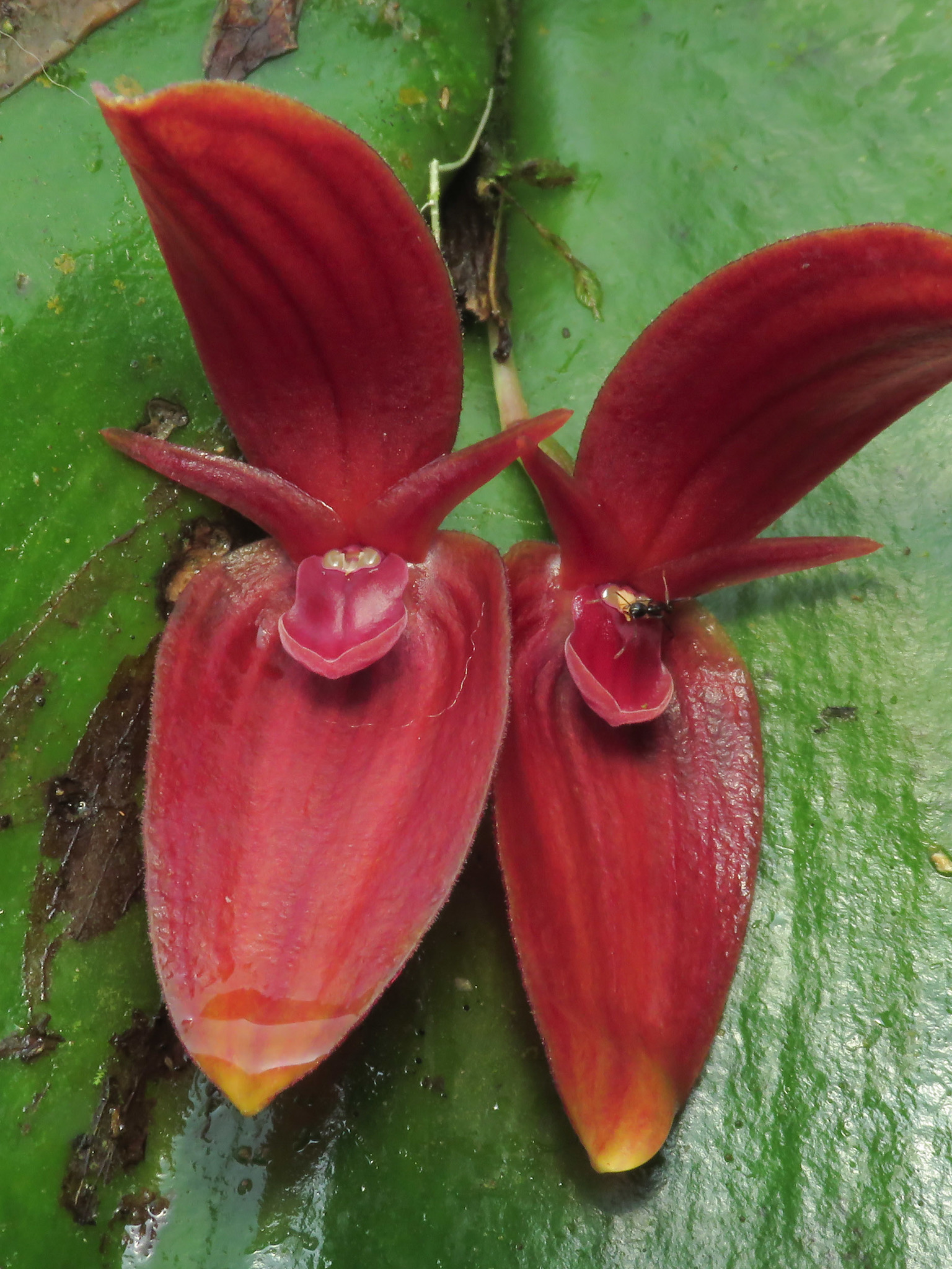 Pleurothallis