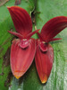 Pleurothallis - Photo (c) Bioexploradores Farallones, some rights reserved (CC BY-NC), uploaded by Bioexploradores Farallones