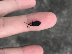 Pyrocoelia formosana