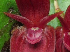 Pleurothallis solaris
