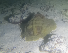 Asteronotus cespitosus