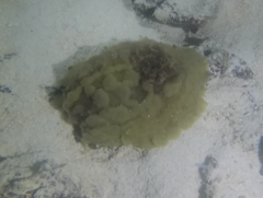 Asteronotus cespitosus