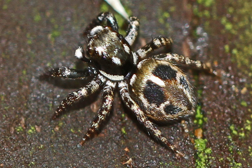 Twin-flagged Jumping Spider