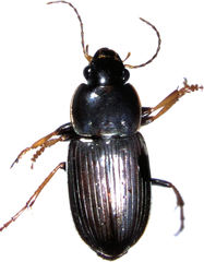 Gnathaphanus melbournensis