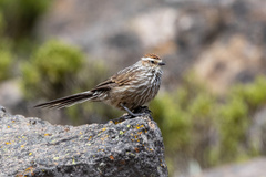 Leptasthenura andicola