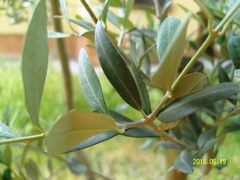 Olea europaea