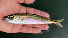 Trachurus symmetricus