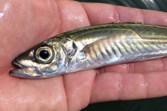Trachurus symmetricus