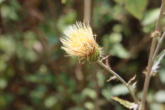 Cirsium subcoriaceum