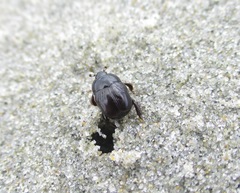 Reichardtia pedatrix