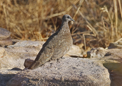 Petrophassa rufipennis