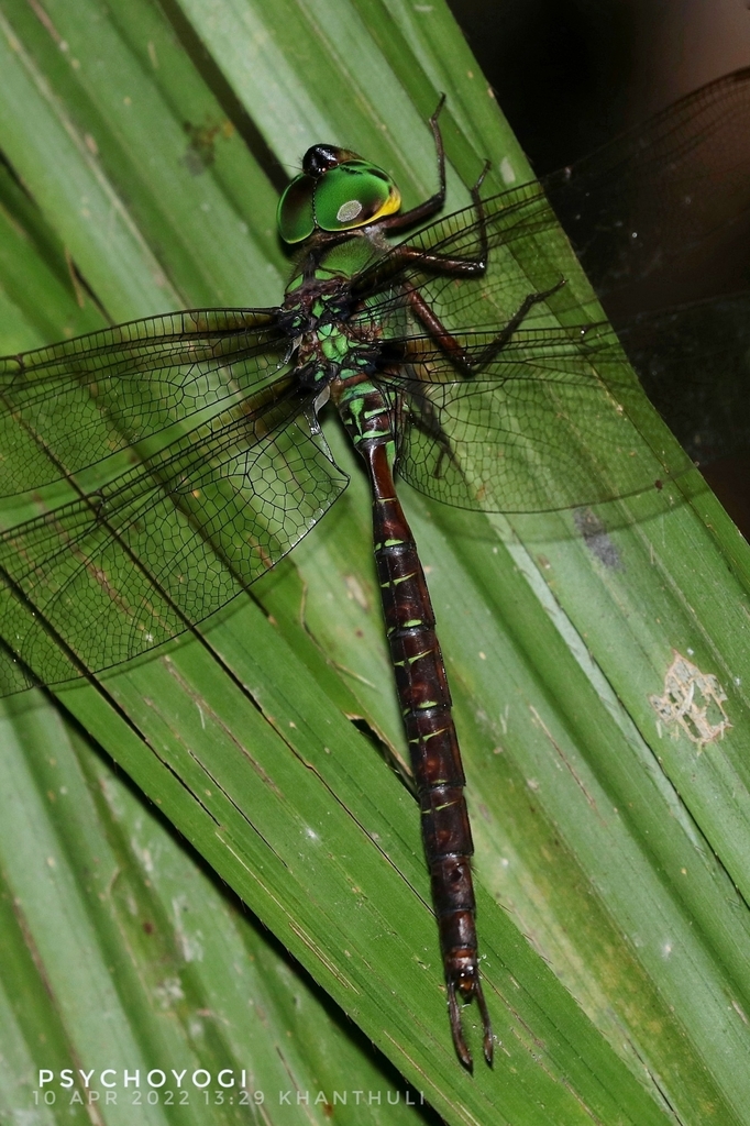 Heliaeschna
