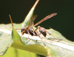 Mischocyttarus mexicanus