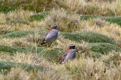 Phegornis mitchellii