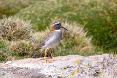 Phegornis mitchellii