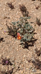 Sphaeralcea ambigua rugosa