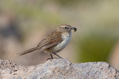 Asthenes humilis
