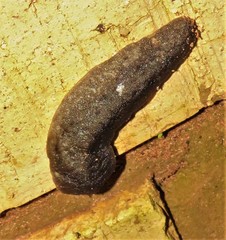 Laevicaulis natalensis