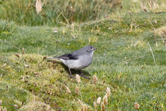 Idiopsar erythronotus