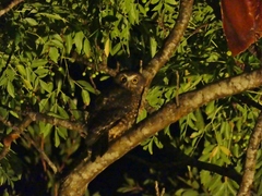 Ninox novaeseelandiae