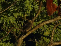 Ninox novaeseelandiae