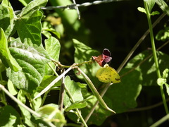 Eurema alitha