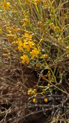 Senna armata