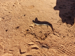 Cyclodomorphus melanops