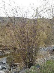 Amelanchier cusickii