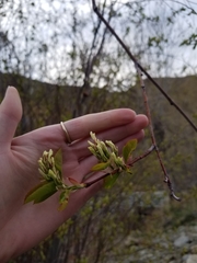 Amelanchier cusickii